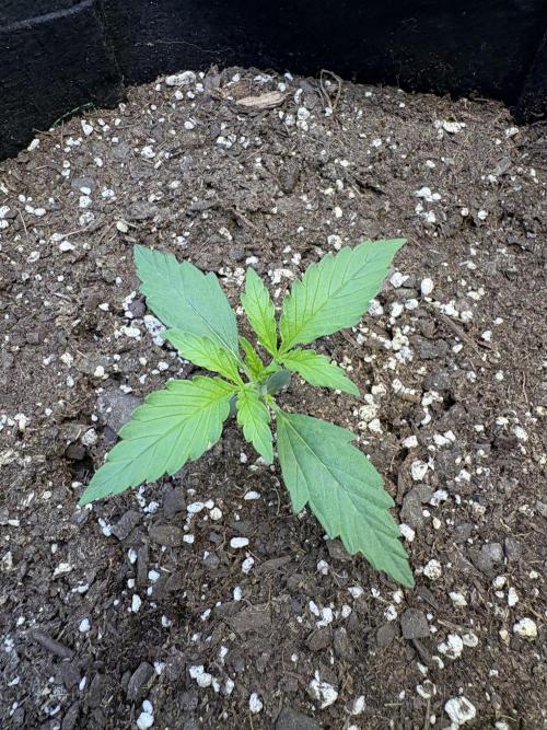 Cat piss auto!. Week 2