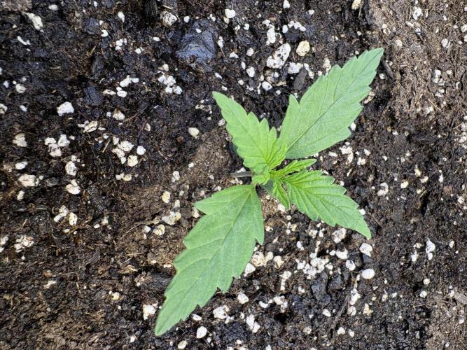 Cat piss auto!. Week 2