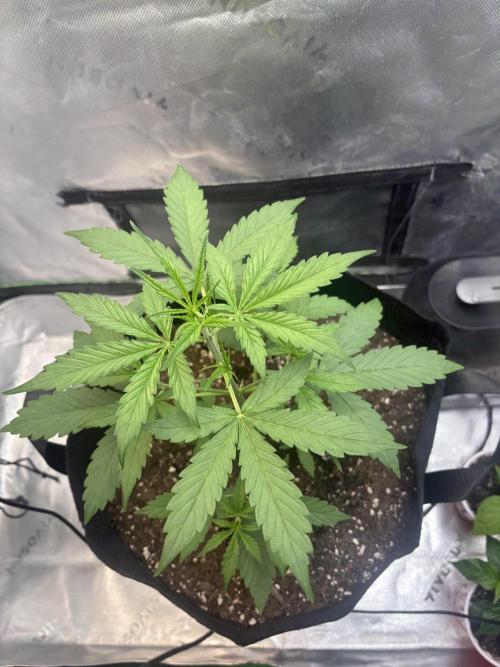 Cat piss auto!. Week 3