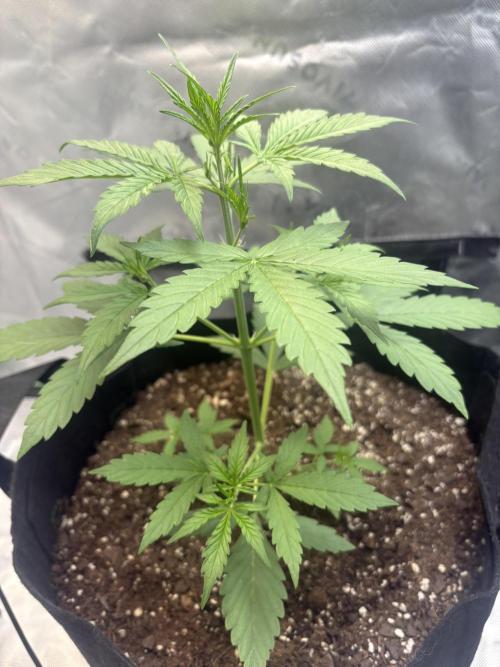 Cat piss auto!. Week 3