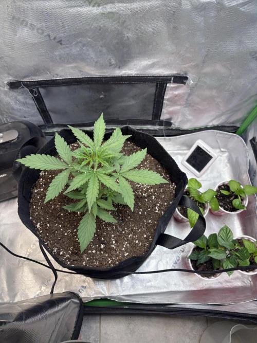 Cat piss auto!. Week 3