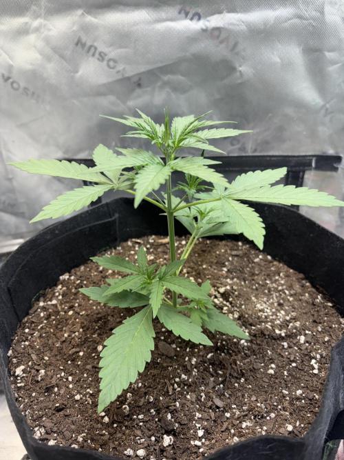 Cat piss auto!. Week 3