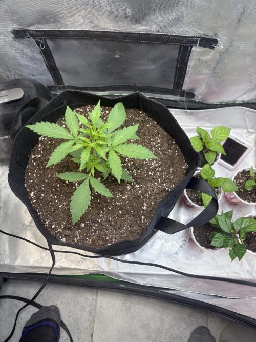 Cat piss auto!. Week 3