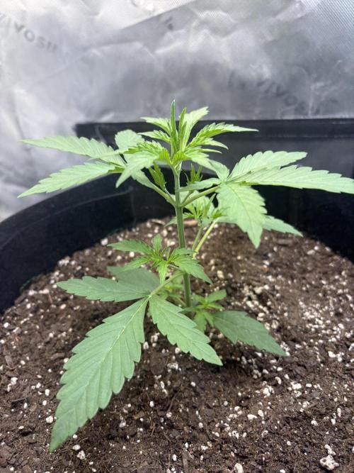Cat piss auto!. Week 3