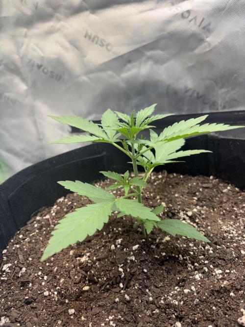 Cat piss auto!. Week 3