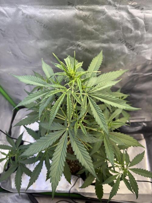 Cat piss auto!. Week 4