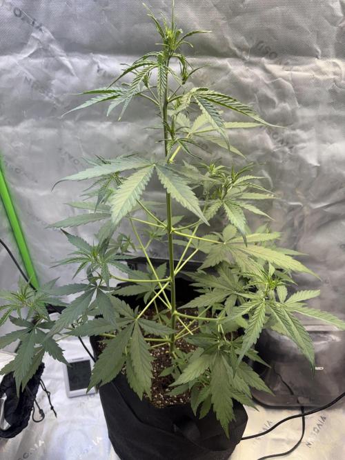 Cat piss auto!. Week 4