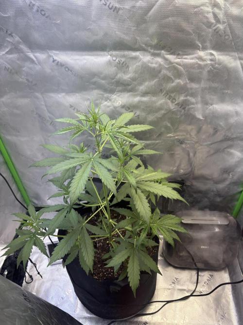 Cat piss auto!. Week 4