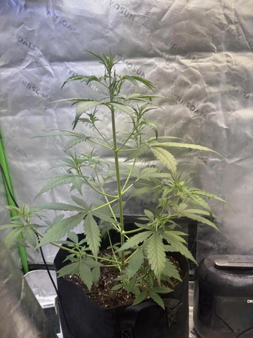 Cat piss auto!. Week 4