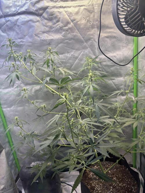 Cat piss auto!. Week 5