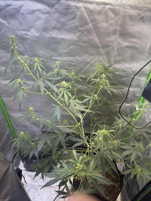 Cat piss auto!. Week 5