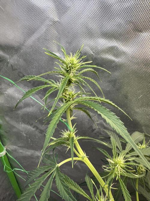 Cat piss auto!. Week 5