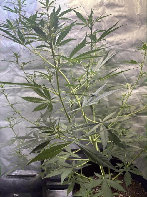 Cat piss auto!. Week 5