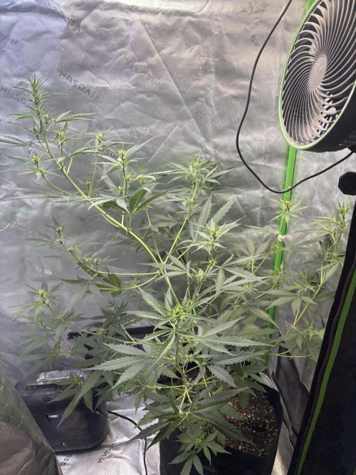 Cat piss auto!. Week 5
