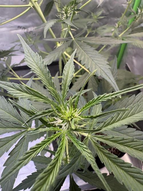 Cat piss auto!. Week 5