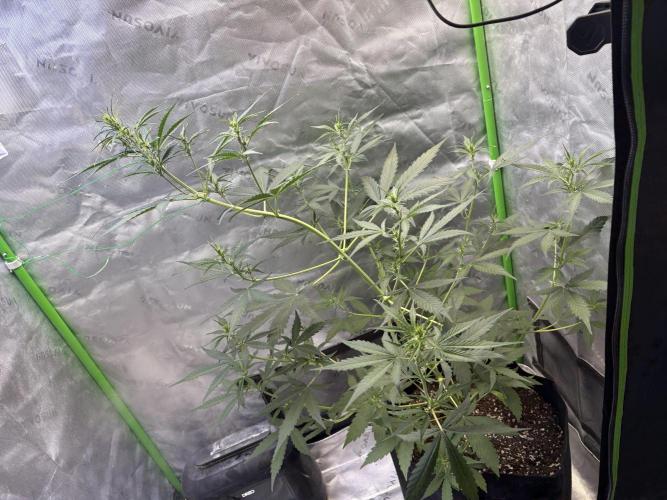 Cat piss auto!. Week 5