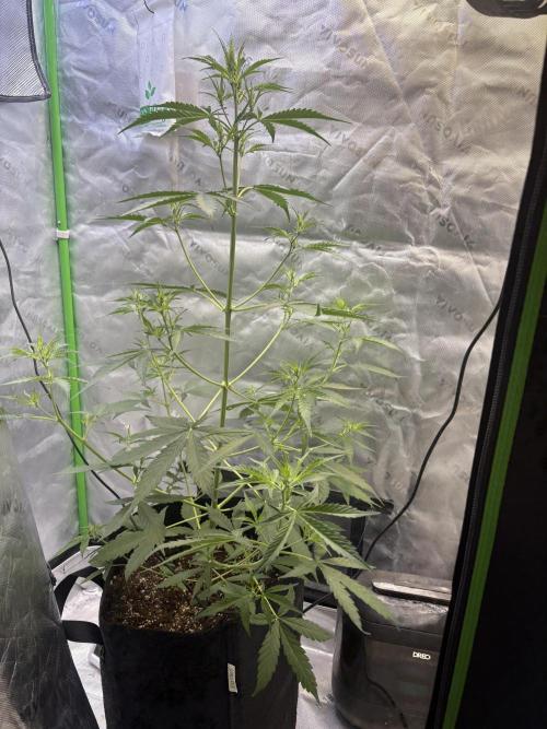 Cat piss auto!. Week 5