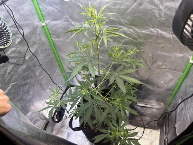 Cat piss auto!. Week 5