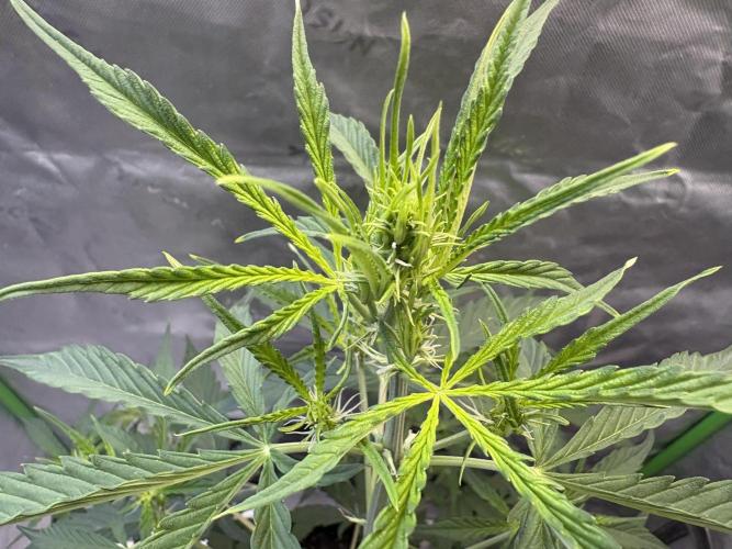 Cat piss auto!. Week 5