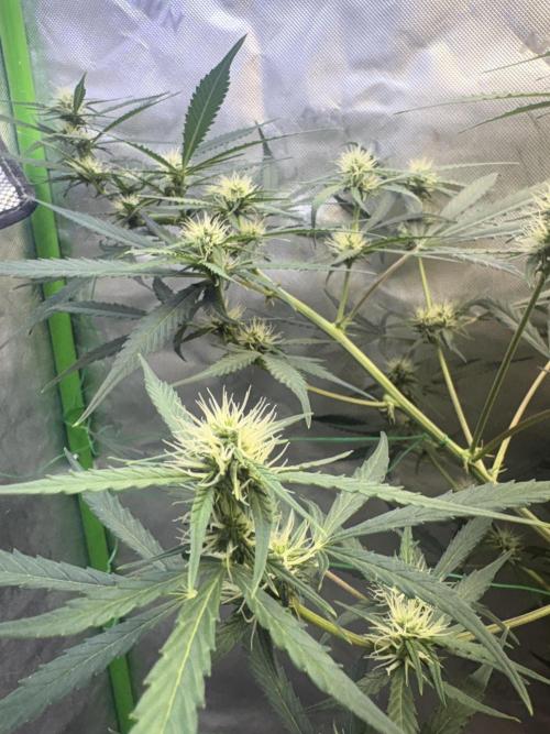 Cat piss auto!. Week 6