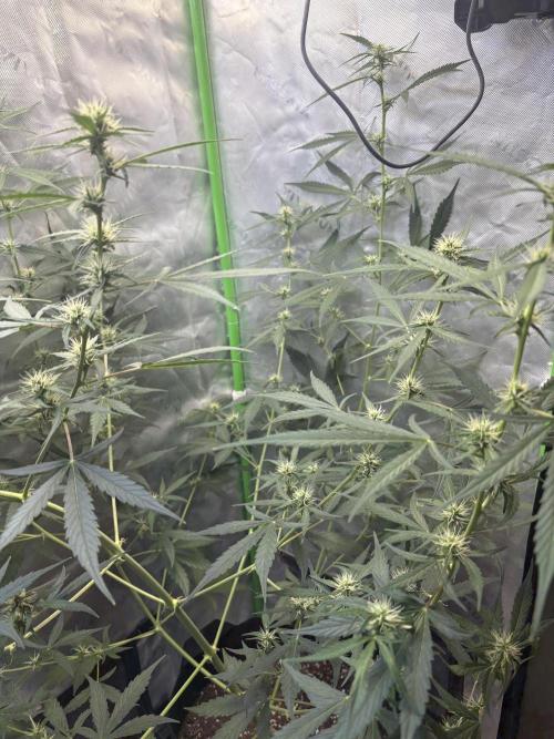 Cat piss auto!. Week 6