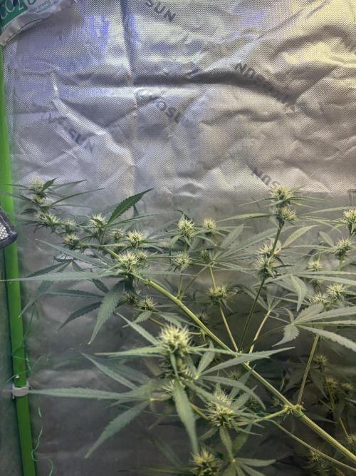 Cat piss auto!. Week 6