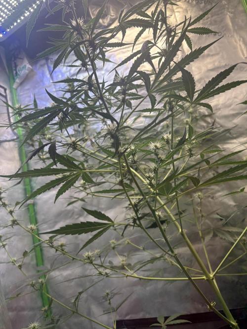 Cat piss auto!. Week 6