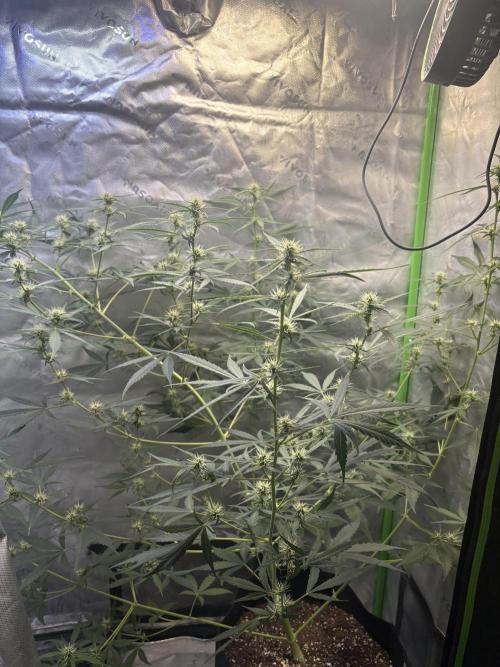 Cat piss auto!. Week 6