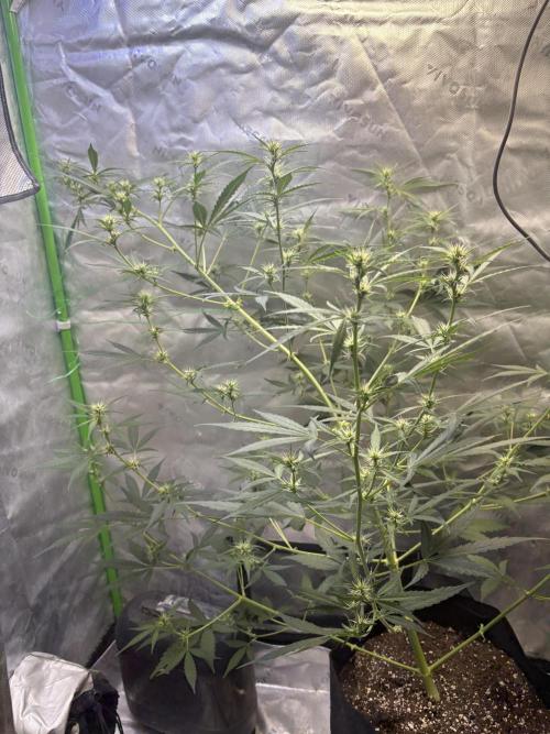 Cat piss auto!. Week 6