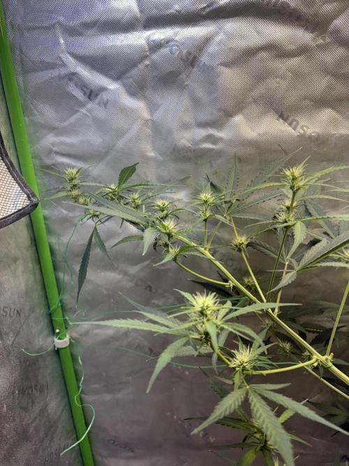 Cat piss auto!. Week 6