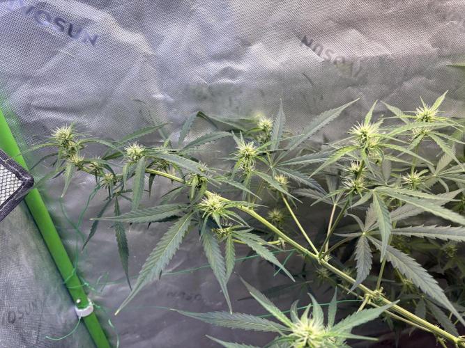 Cat piss auto!. Week 6