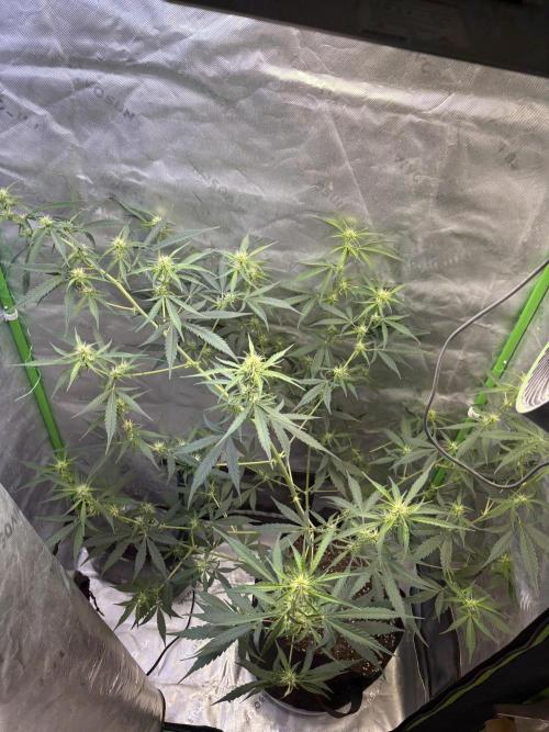 Cat piss auto!. Week 6