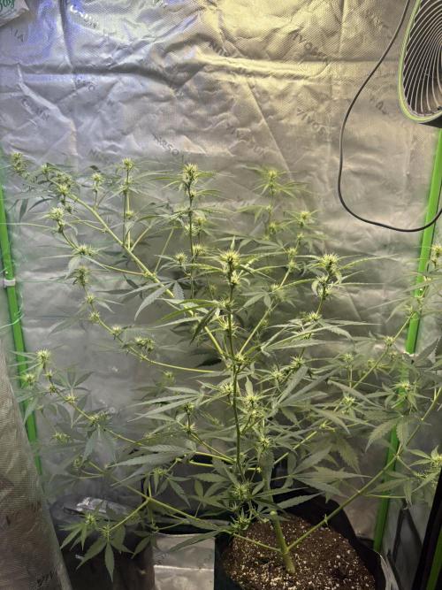 Cat piss auto!. Week 6