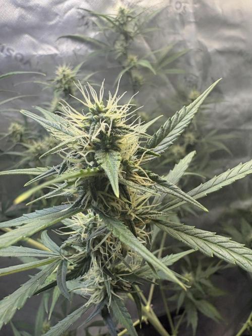 Cat piss auto!. Week 7