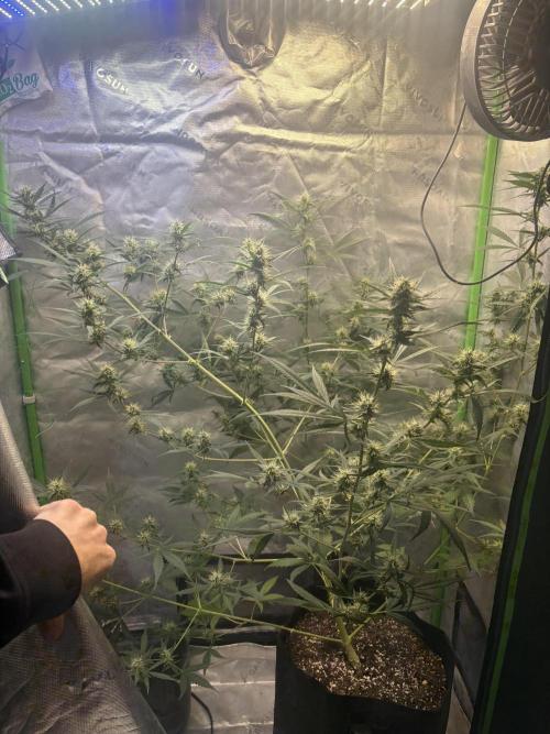 Cat piss auto!. Week 7