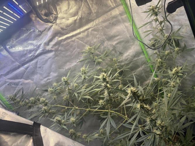 Cat piss auto!. Week 7