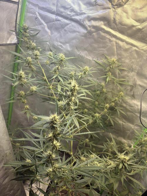 Cat piss auto!. Week 7