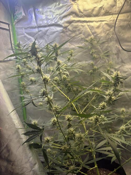 Cat piss auto!. Week 7