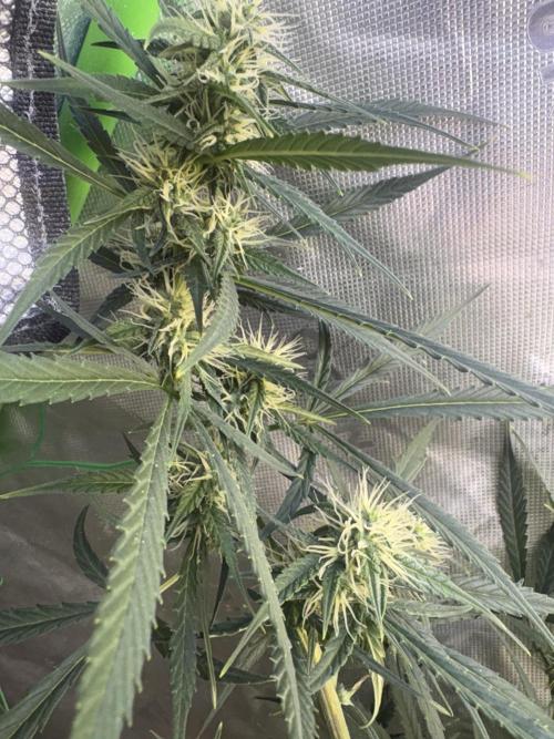 Cat piss auto!. Week 7