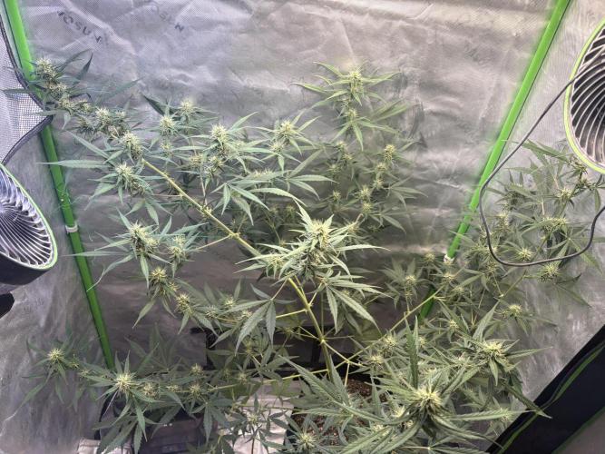 Cat piss auto!. Week 7