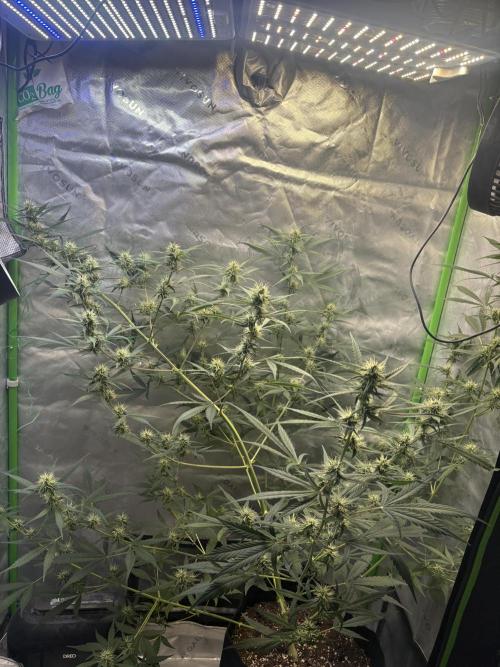 Cat piss auto!. Week 7