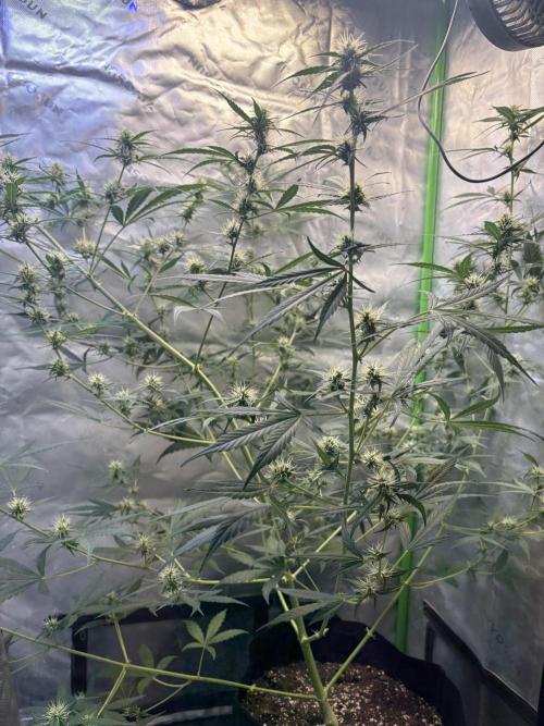 Cat piss auto!. Week 7