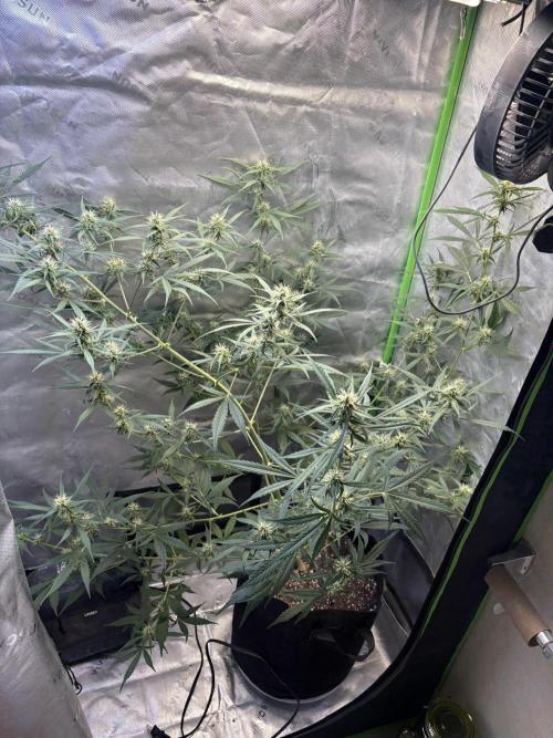 Cat piss auto!. Week 7
