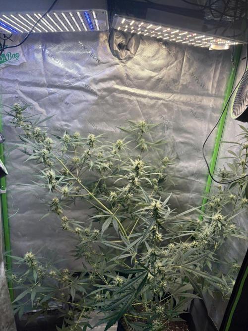 Cat piss auto!. Week 7