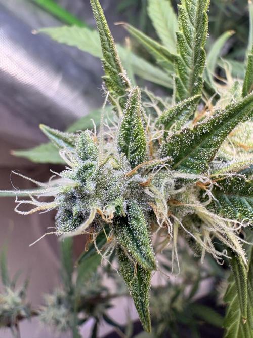 Cat piss auto!. Week 8