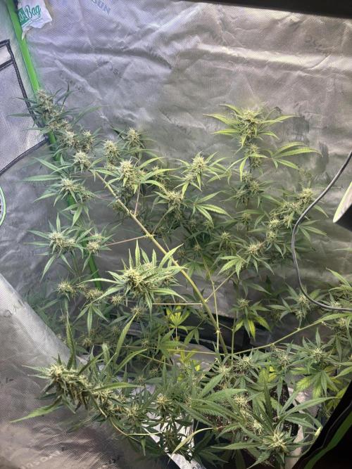 Cat piss auto!. Week 8