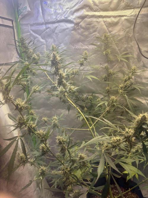 Cat piss auto!. Week 8