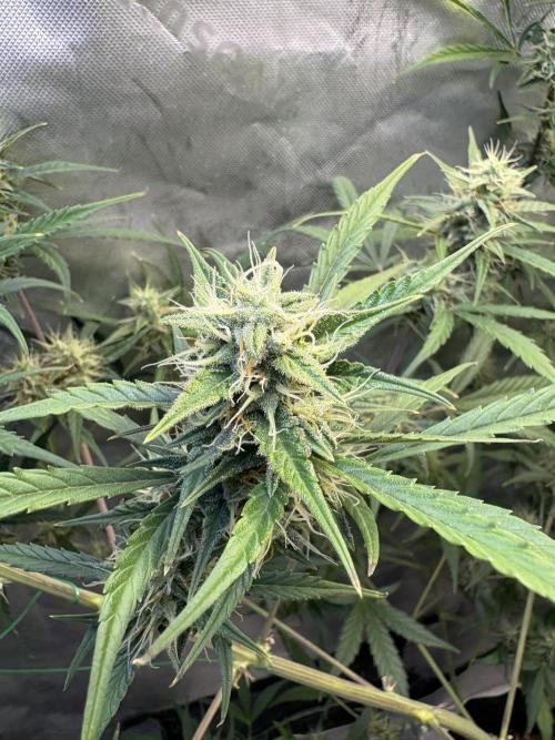 Cat piss auto!. Week 8