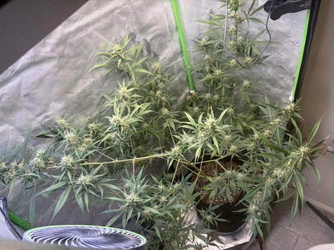 Cat piss auto!. Week 8