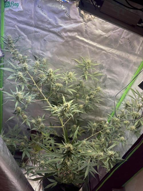 Cat piss auto!. Week 8